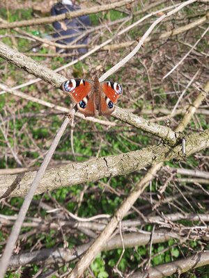 cover image of Butterflies living currently in Slovakia